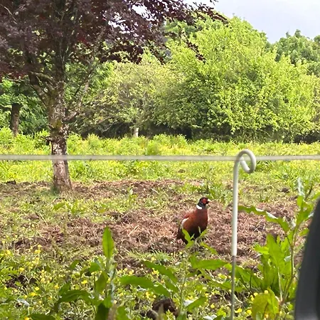 Sonas Mount Trenchard 펜션 *