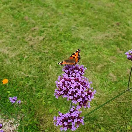 펜션 Sonas Mount Trenchard *