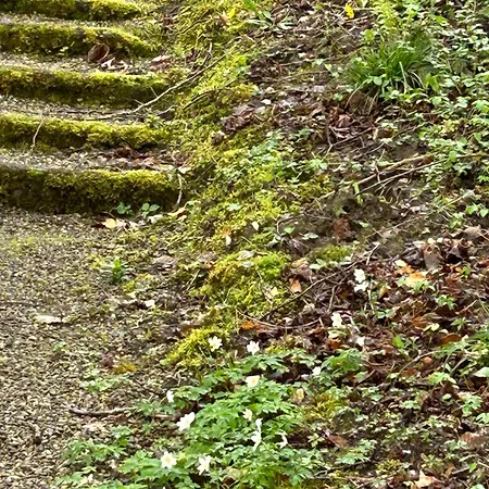 Sonas Mount Trenchard