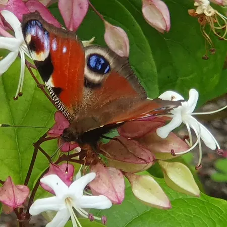 Sonas Mount Trenchard 펜션 Foynes