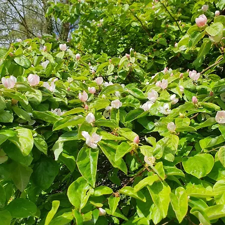 Sonas Mount Trenchard 펜션