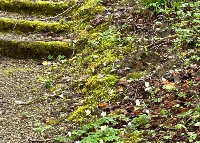 Sonas Mount Trenchard